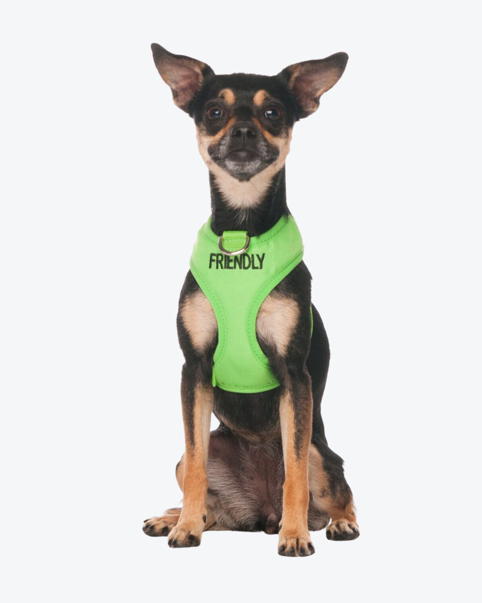 Friendly dog clearance harness