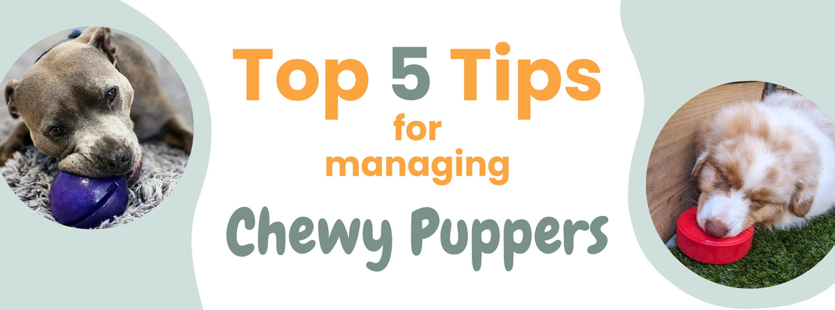 Top 5 Tips for Managing Chewy Dogs – The Savvy Pet Co