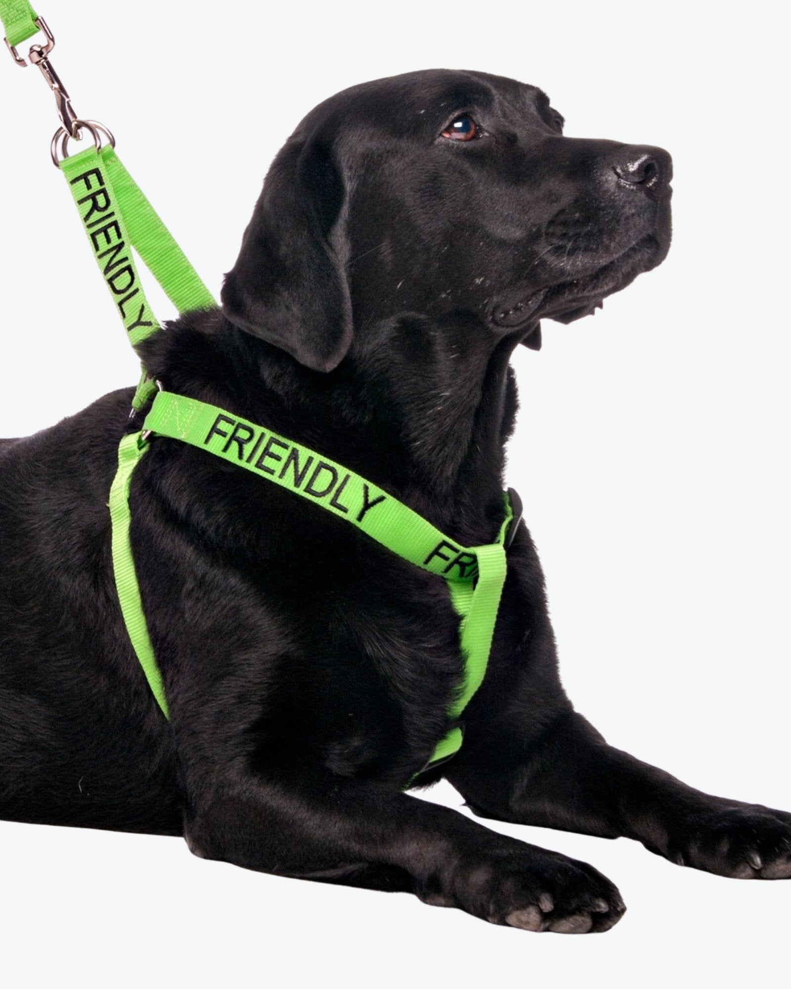 Dog Adjustable Strap Anchor Harness FRIENDLY Green The Savvy Pet Co