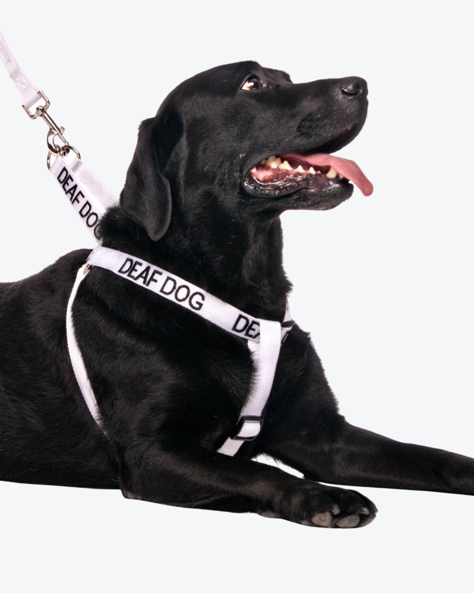 Deaf dog gear best sale